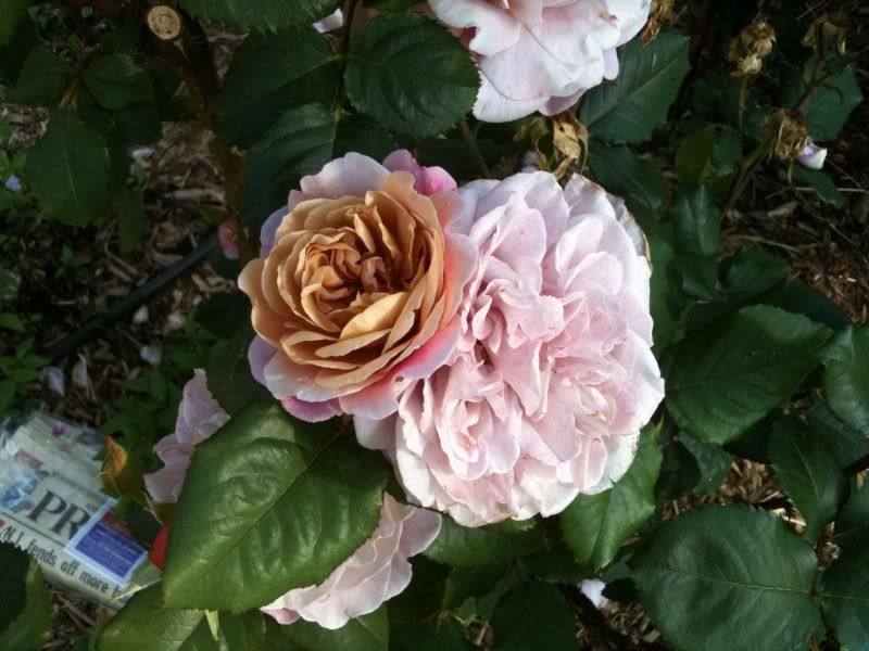  photo Ireland-June2010516.jpg